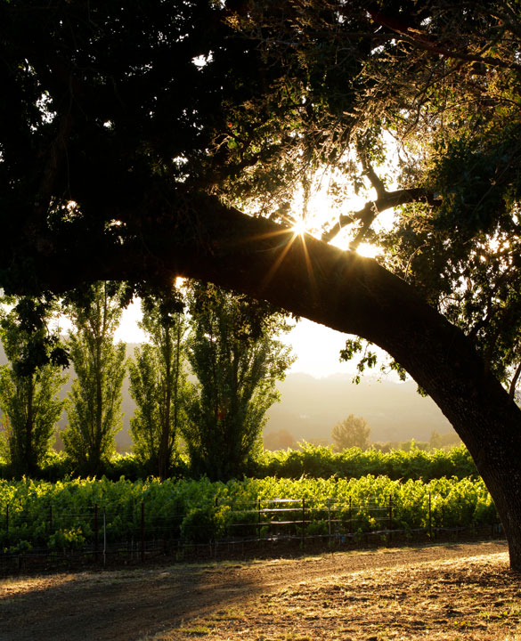 The sun setting through the trees with Opus One vineyards in the back