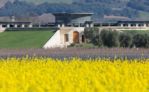The Opus One buildings, vineyards and bright yellow mustard