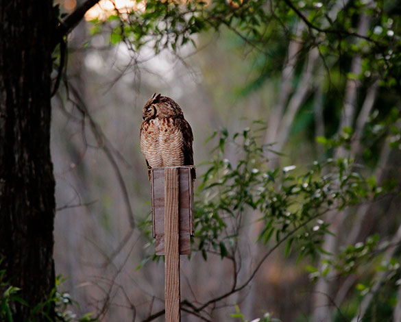 An image of an owl sitting on an owl box among the Opus One vineyards